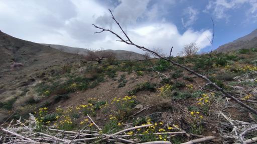 عکس جنگل کارا