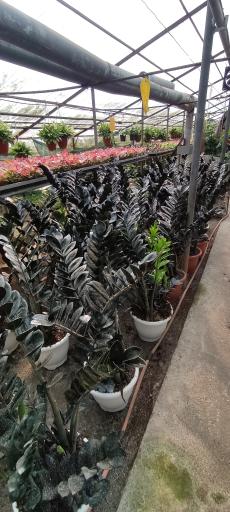 عکس گلخانه ناصر یزدان پدری