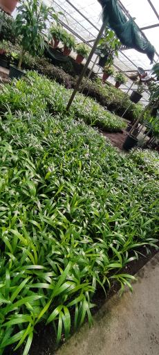 عکس گلخانه ناصر یزدان پدری