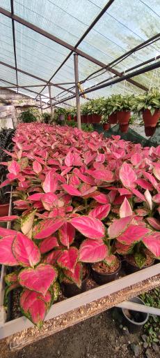 عکس گلخانه ناصر یزدان پدری