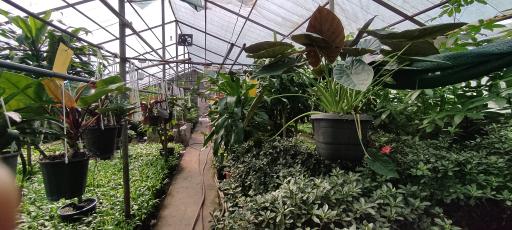 عکس گلخانه ناصر یزدان پدری