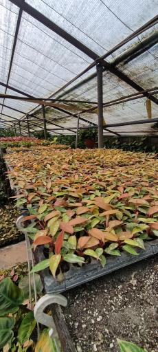 عکس گلخانه ناصر یزدان پدری