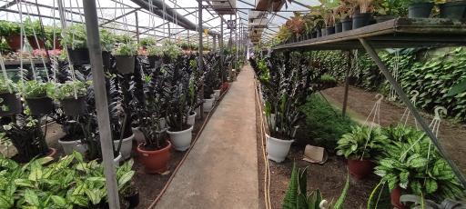 عکس گلخانه ناصر یزدان پدری