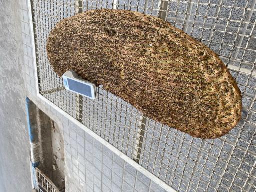 عکس نانوایی بربری طهرونی