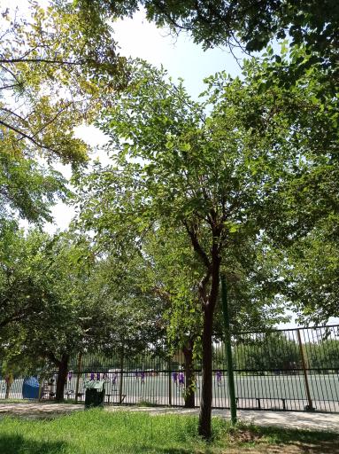 عکس چمن مصنوعی پارک آزادگان