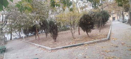 عکس میدان 81