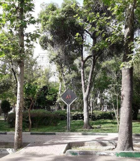 عکس میدان 81