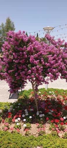 عکس هتل مدرس فراجا