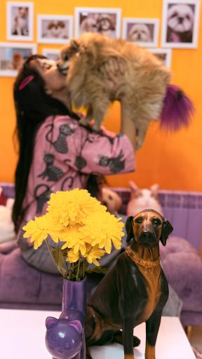 عکس آرایشگاه حیوانات پت بیوتی