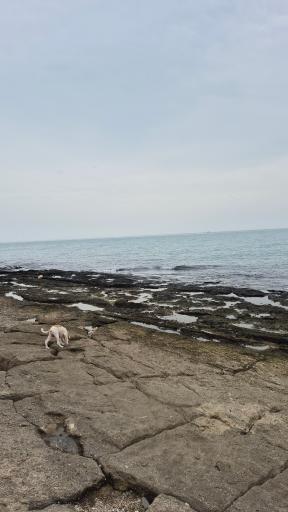 عکس بندر لنگه