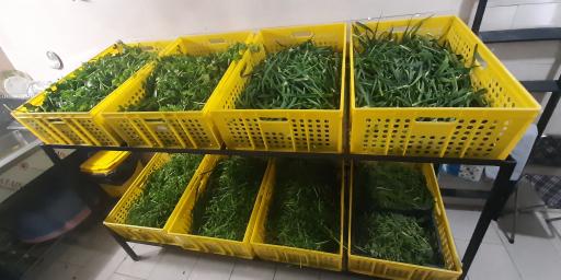 عکس سبزی خرد کنی آزاده