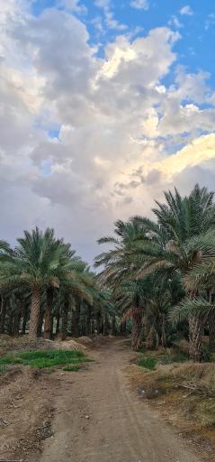 عکس برازجان