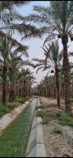 عکس برازجان