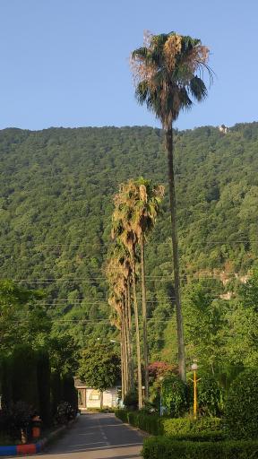 عکس اردوگاه فرهنگی میرزا کوچک خان رامسر