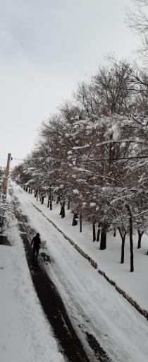 عکس پارک لاله