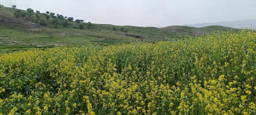 عکس تنگه کافری