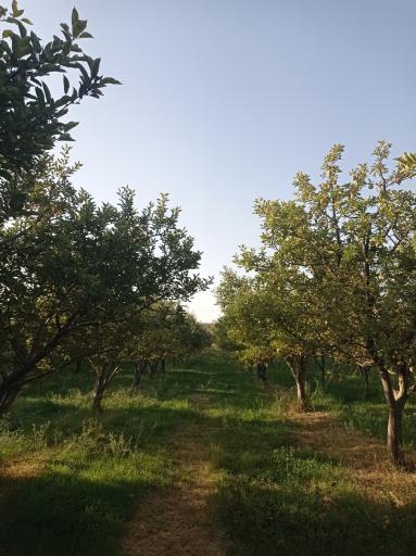 عکس قیطاقی