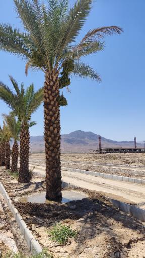 عکس مصلای بقیه الله الاعظم (عج)