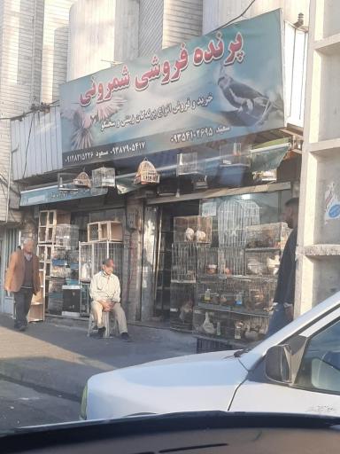پرنده فروشی شمرونی 