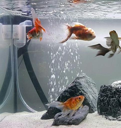 عکس آکواریوم ماهی پت