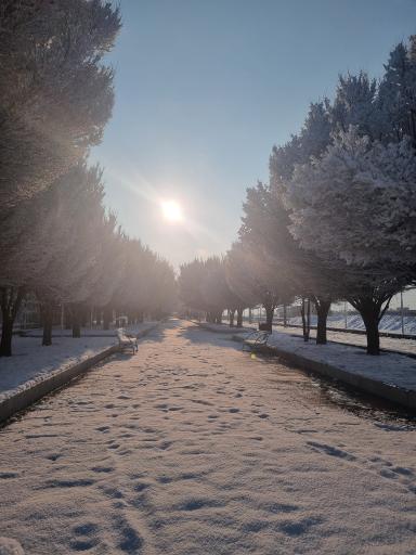 عکس بوستان لاله