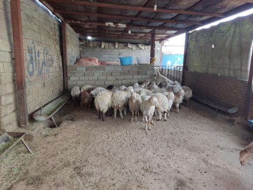 عکس دام زنده شهرداری