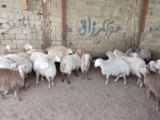 عکس دام زنده شهرداری