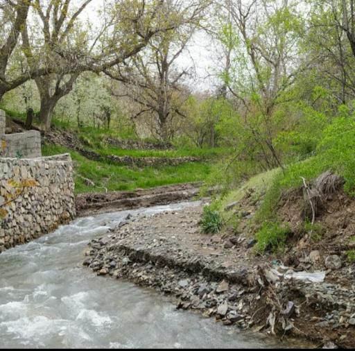 عکس نایه
