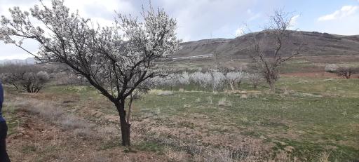 عکس نایه