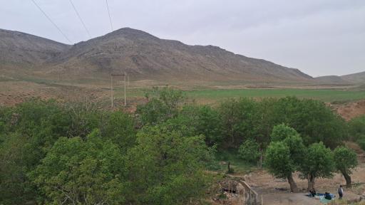 عکس نایه