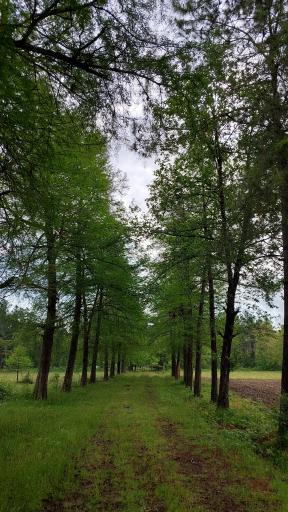 عکس نهالستان خانزاده