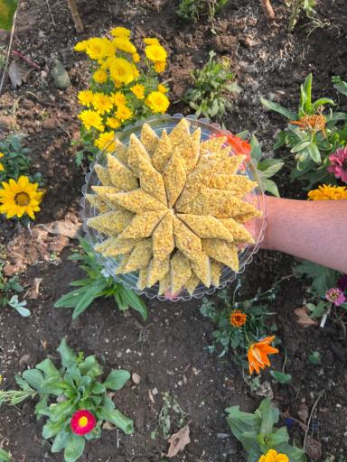 حلوا و رشته خشکار سید