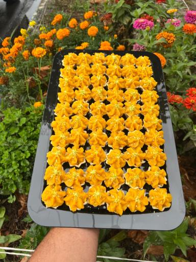 حلوا و رشته خشکار سید