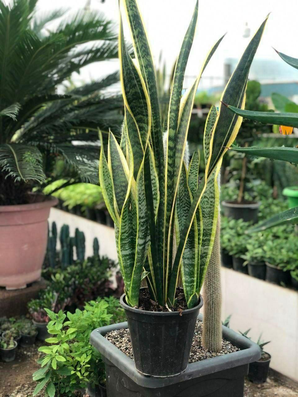 عکس گلخانه گلها