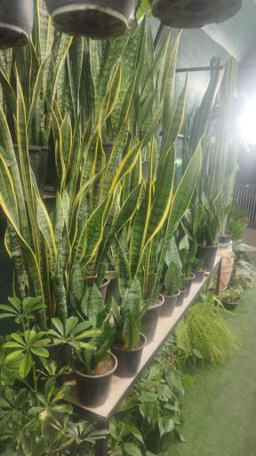 عکس گلخانه کیهان