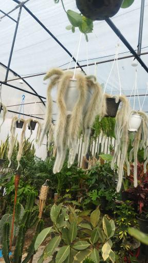 عکس گلخانه کیهان