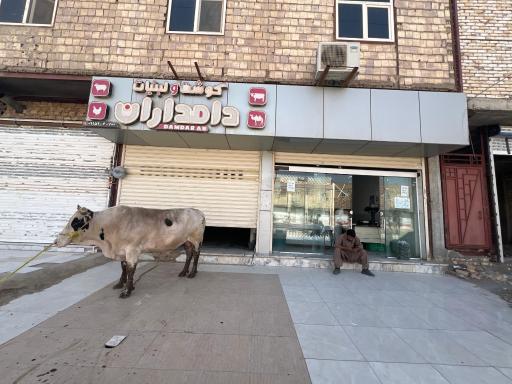 عکس قصابی و لبنیاتی دامداران