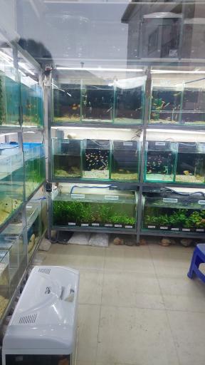 عکس آکواریوم استوا