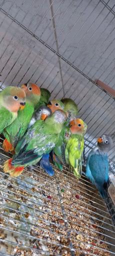 عکس پخش دان  پرندگان و پت شاپ فراز