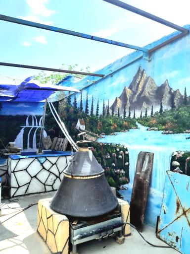 عکس گلاب گیری سنتی گوهری