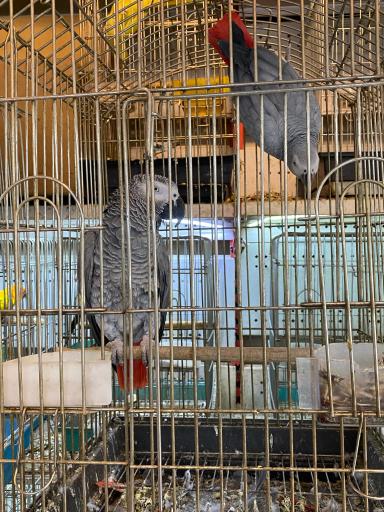 پت شاپ لوکس