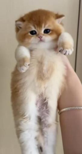 عکس پت شاپ لوکس