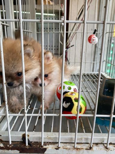 عکس پت شاپ لوکس