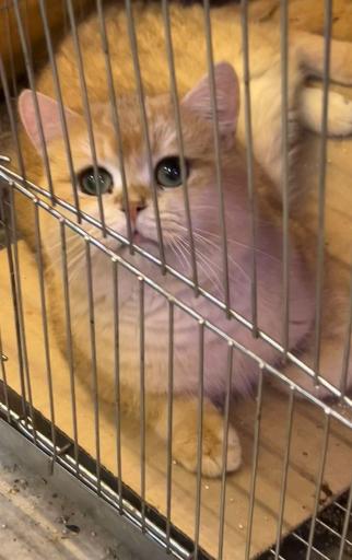 عکس پت شاپ لوکس