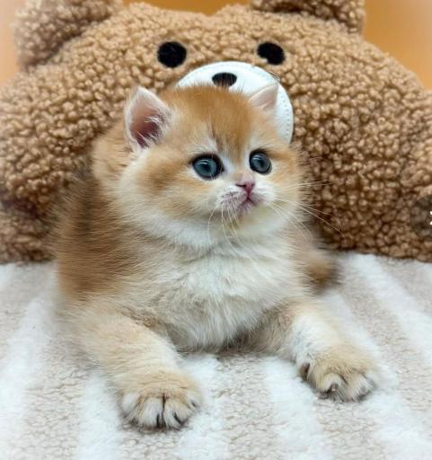 پت شاپ لوکس