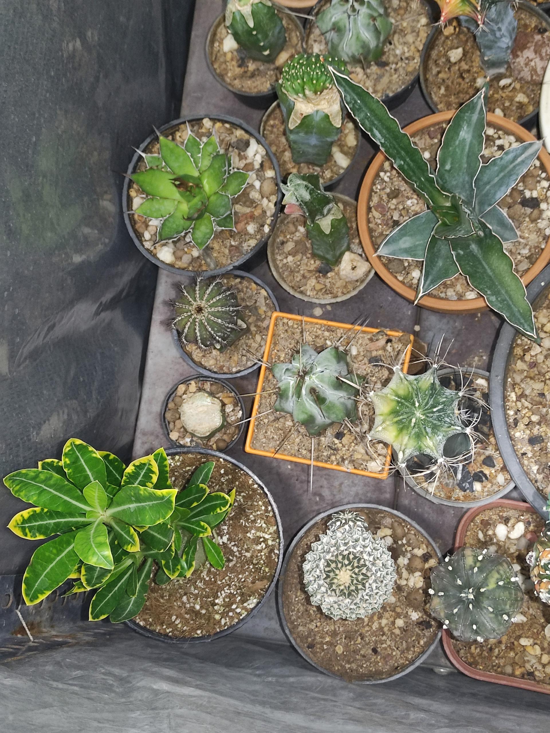 عکس گلخانه هیوا 