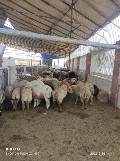 عکس دامداری سالار