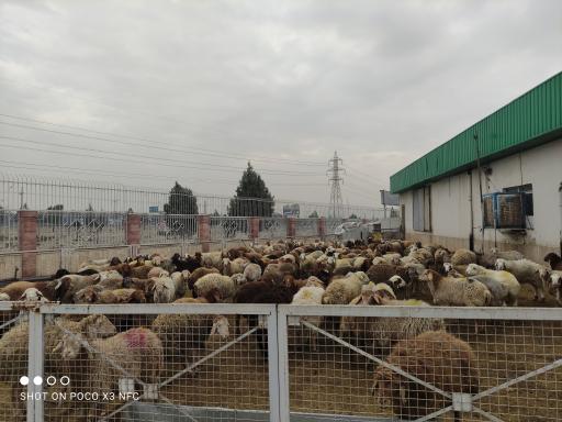 عکس دامداری سالار