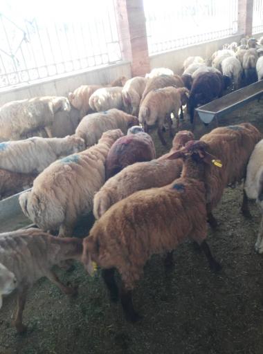 عکس دامداری سالار