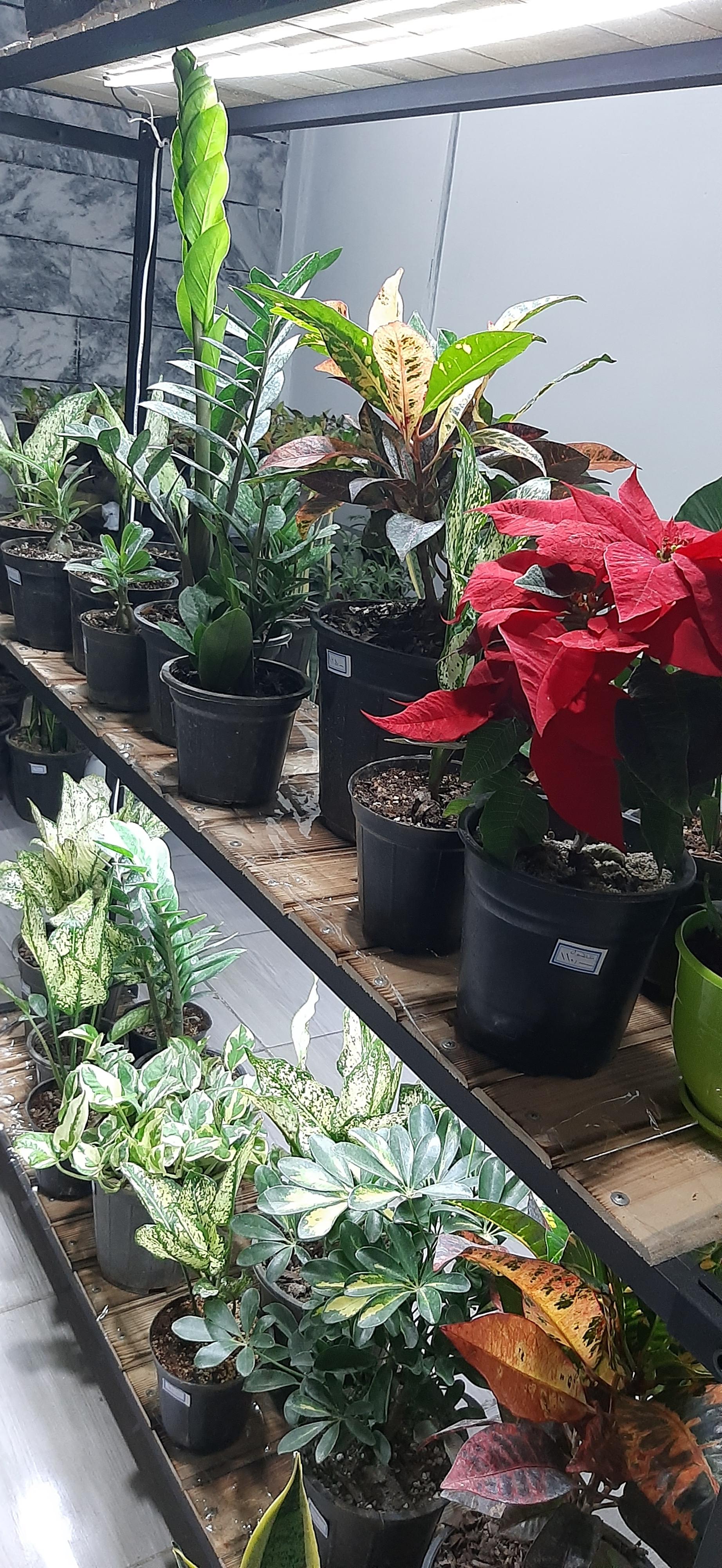 عکس گلفروشی فلورانس